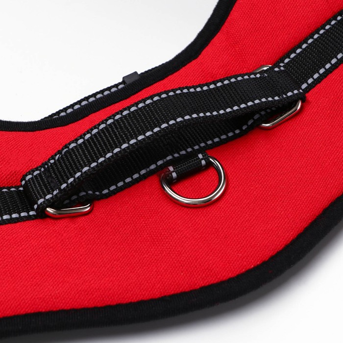 Шлейка с подкладом, размер XS (ОШ 45, ОГ 48-56 см), стропа 2,5 см, красная