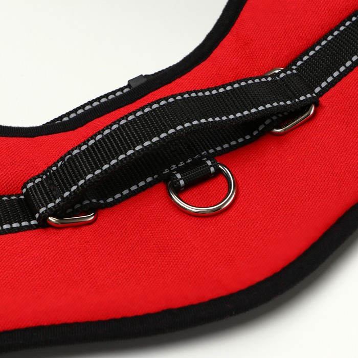 Шлейка с подкладом, размер XL (ОШ 68, ОГ 68-86 см), стропа 2,5 см, красная