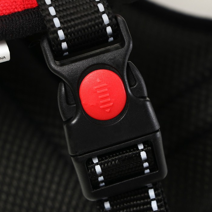 Шлейка с подкладом, размер XL (ОШ 68, ОГ 68-86 см), стропа 2,5 см, красная