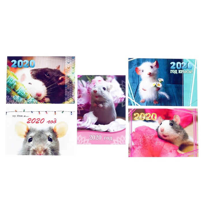 Карманный календарь "Миниатюрный поросёнок" 2019 год, МИКС