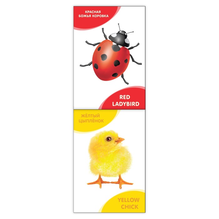 Развивающая книжка "Цвета и формы. Английский язык" 20 стр.