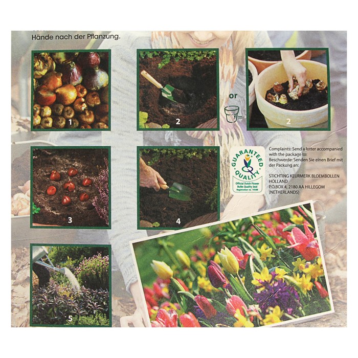 Промопак тюльпан "Мультифлоу Престанс Званенбург" р-р 11/12, 25 шт