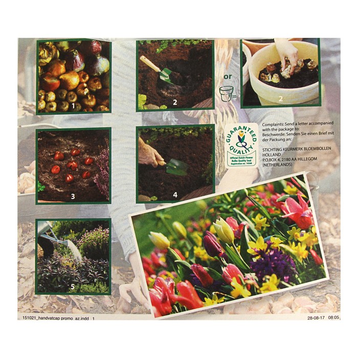 Промопак нарцисс трубчатый желтый р-р 10/12, 25 шт