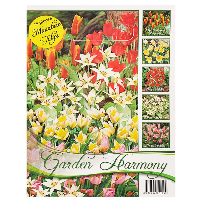 Коллекция тюльпан, миниатюрные, 5 видов, 75 шт