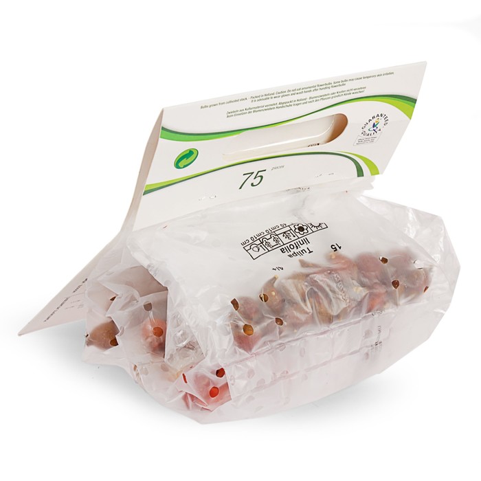 Коллекция тюльпан, миниатюрные, 5 видов, 75 шт