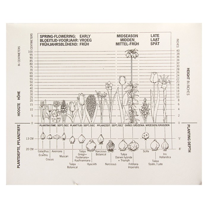 Коллекция тюльпан, миниатюрные, 5 видов, 75 шт