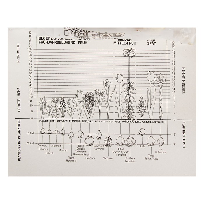 Коллекция нарцисс, 5 видов, р-р 8/10, 50 шт