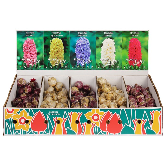 Шоубокс гиацинты S107, 5 видов, р-р 15/16, 200 шт
