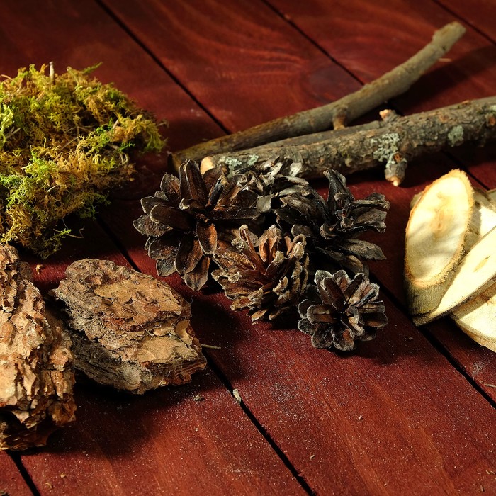 Набор для творчества «Лесные грёзы»: палочки моховые, кора, набор спилов, шишка