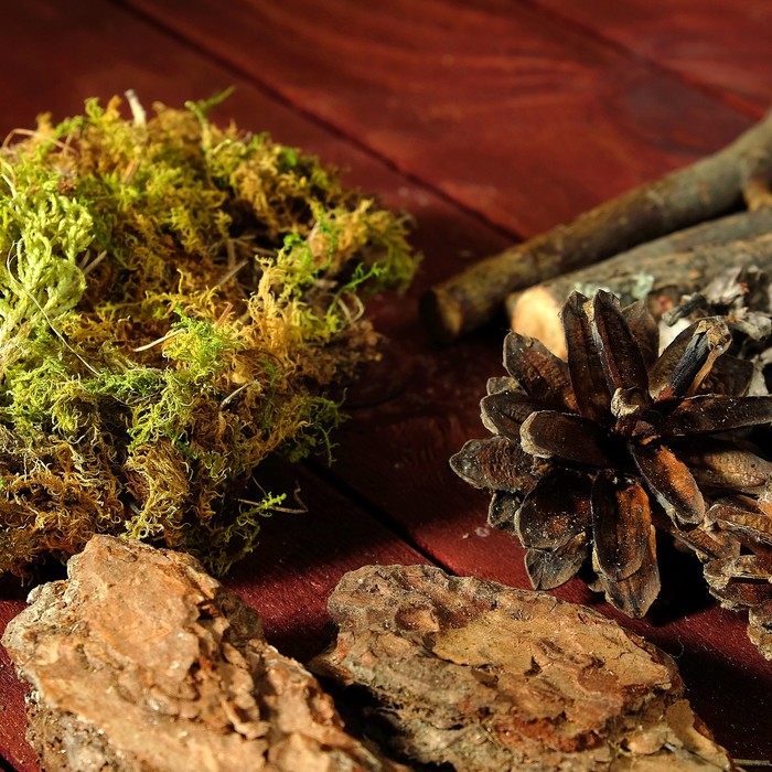 Набор для творчества «Лесные грёзы»: палочки моховые, кора, набор спилов, шишка