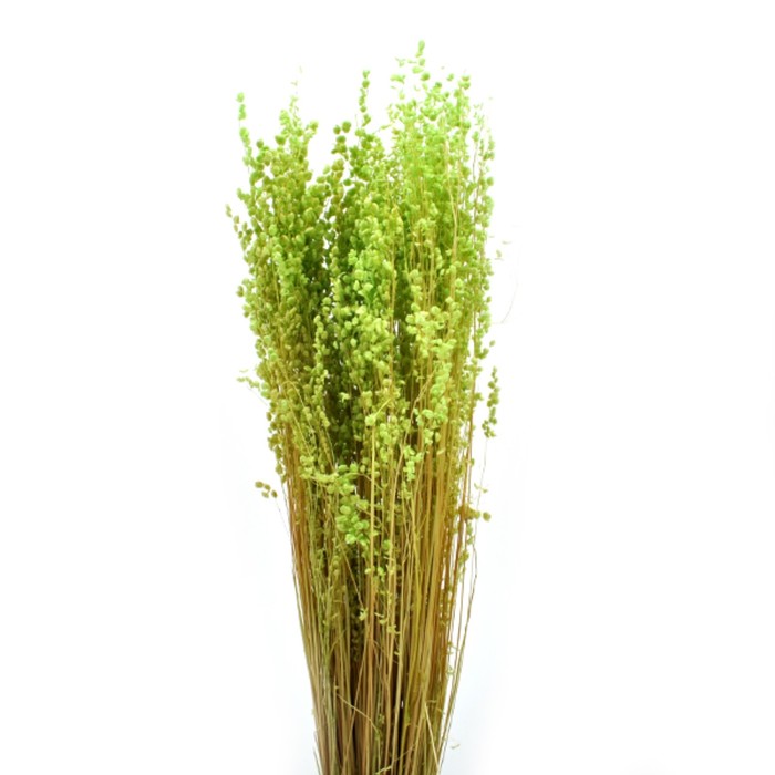 Сухоцвет, трава "Бриза максима", 100 г, 60 см, зелёное яблоко