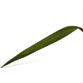 Листья коко вельвет, зелёный, 120 см от Сима-ленд
