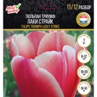Тюльпан триумф Лаки Страйк, р-р 11/12, 7 шт