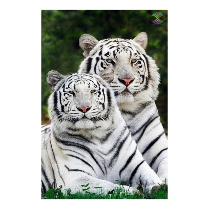 Картина стразами "Тигры-альбиносы"