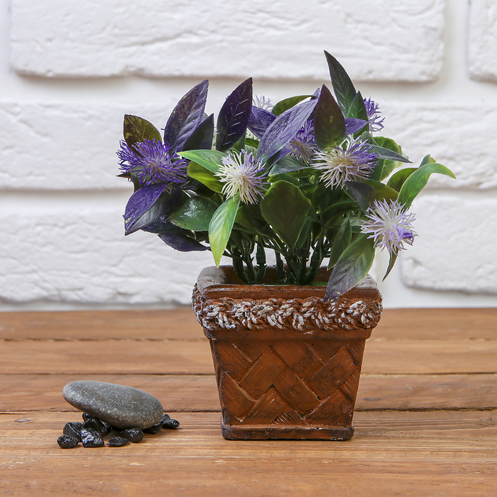 Бонсай "Агератум тонкий" 7,5*12 см, микс