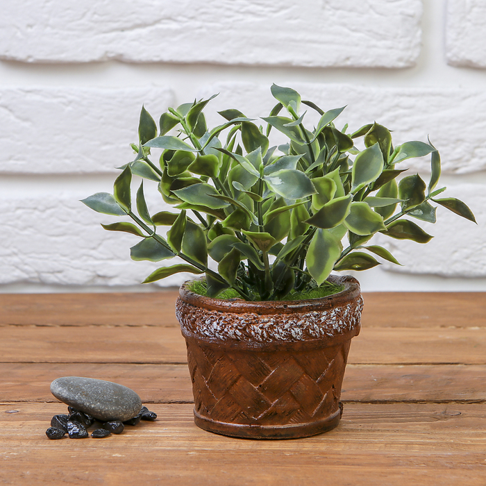 Бонсай "Листовушка" 9*14 см, микс