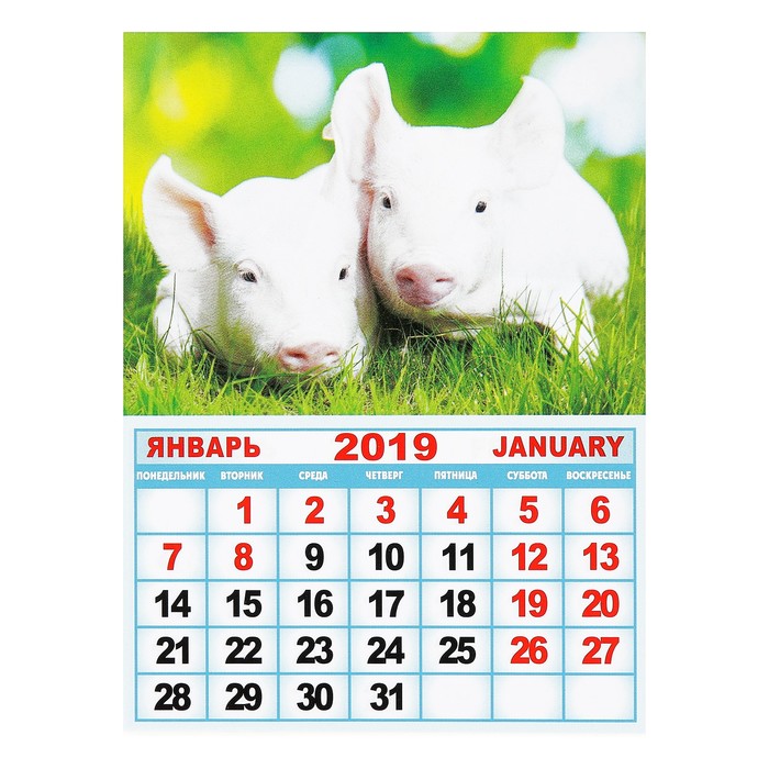 Календарь отрывной на магните "Год Свиньи. Свинка в одуванчиках" 2019 год, 9,6х12,8см
