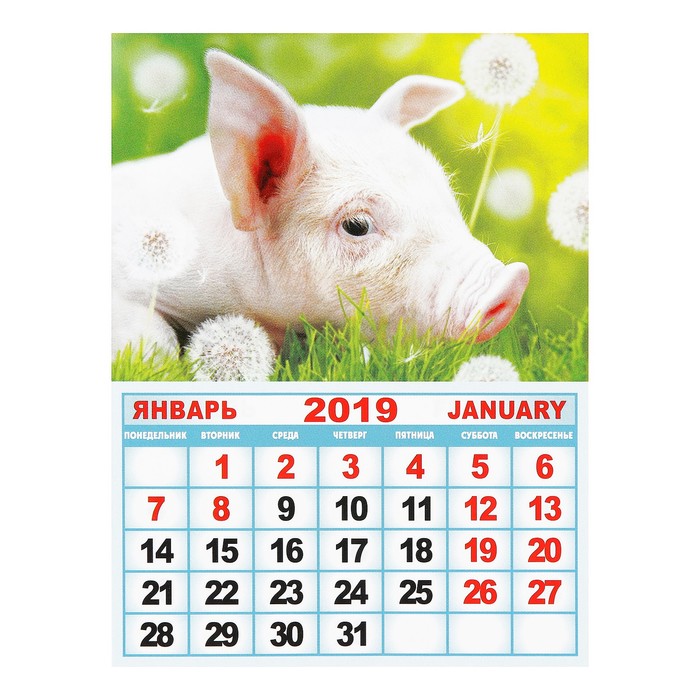 Календарь отрывной на магните "Год Свиньи. Свинка в саду" 2019 год, 9,6х12,8см