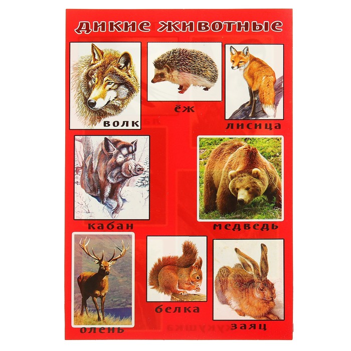Набор карточек "Дикие животные и птицы", А5