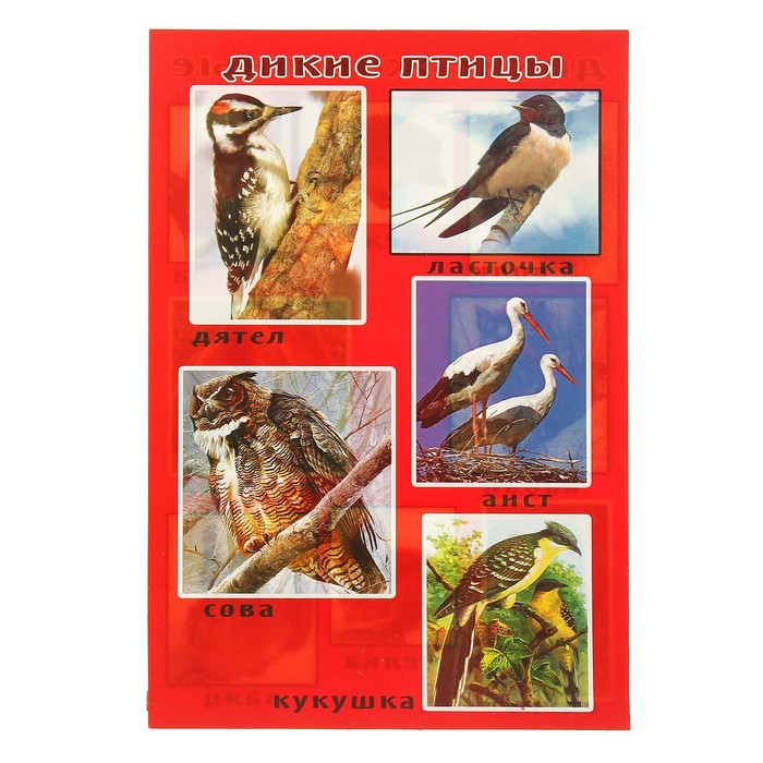 Набор карточек "Дикие животные и птицы", А5