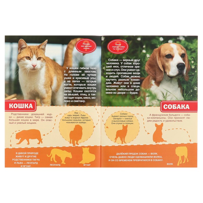 Энциклопедия с наклейками А4. Домашние животные (214х290мм) 16 стр.