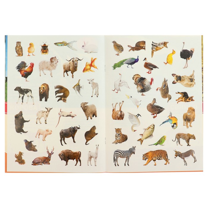Энциклопедия с наклейками А4. Домашние животные (214х290мм) 16 стр.