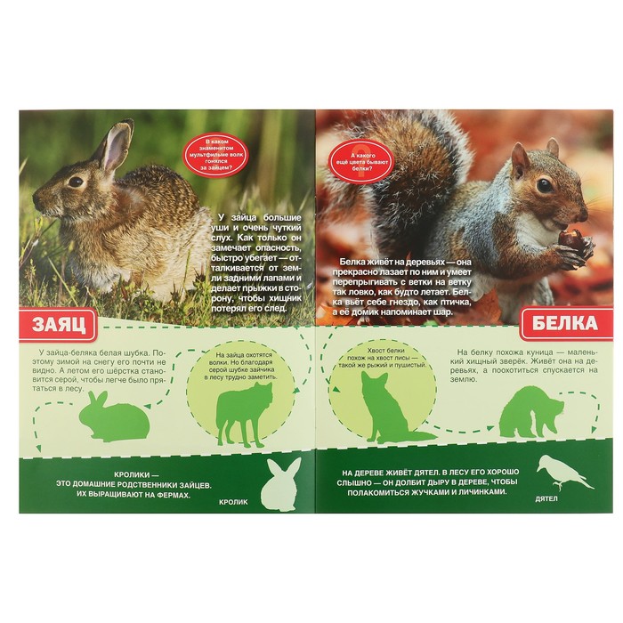 Энциклопедия с наклейками А4. Лесные животные (214х290мм) 16 стр.