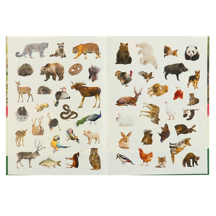 Энциклопедия с наклейками А4. Лесные животные (214х290мм) 16 стр.