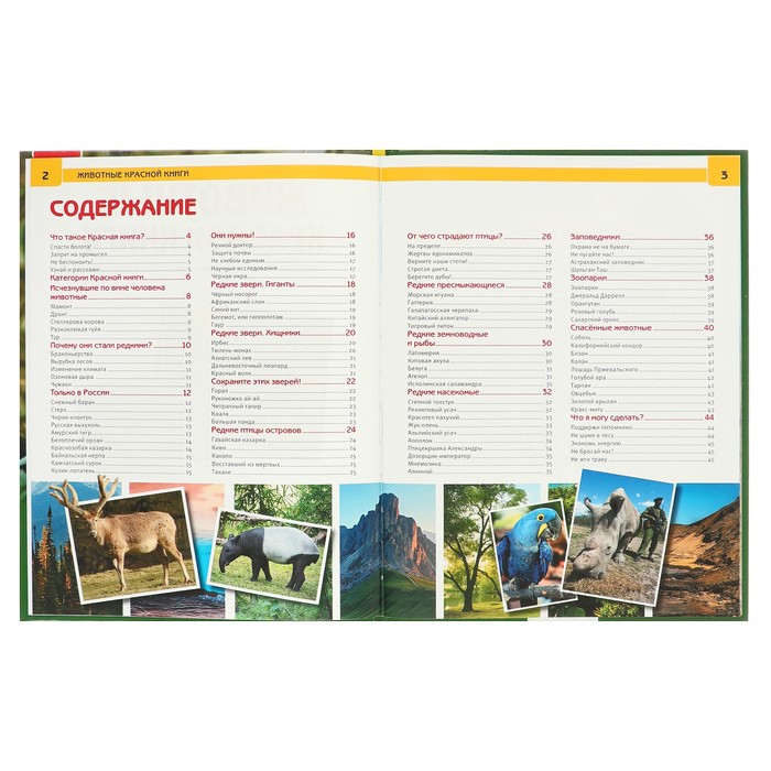 Энциклопедия А4. Животные красной книги (тв.переплет. 130г)