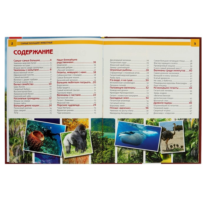 Энциклопедия А4. Самые большие животные (тв.переплет. 130г)