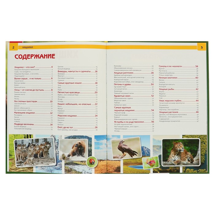 Энциклопедия А4. Хищники (тв.переплет. 197х255мм) 48 стр.