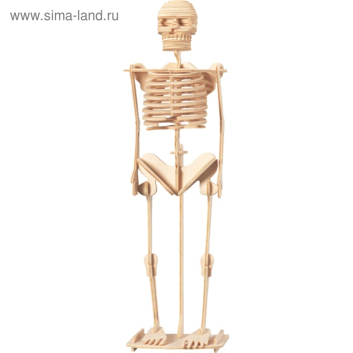 модель позвоночника скелет человека модель бесплатная доставка 3D-модель сборная деревянная Чудо-Дерево «Скелет человека»