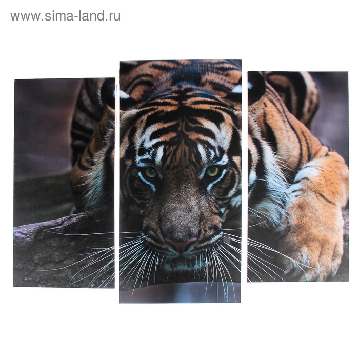Модульная картина Тигровый взгляд (2-25х52; 1-30х60) 60х80 см модульная картина кофе с кексами 2 25х52 1 30х60 60х80 см