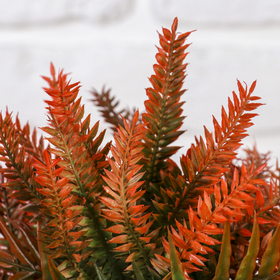 

Бонсай "Блехнум" 11*25,5 см, микс