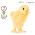 Мягкая игрушка «Цыпленок», 12 см - Фото 1
