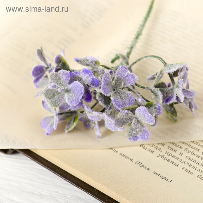 

Букет "Аихризон" с напылением" 18 см, микс