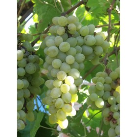 

Виноград "Ляна" ОКС (открытый корень), 1 шт, Весна 22