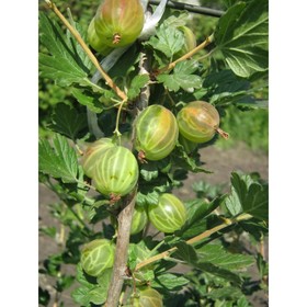 

Крыжовник "Родник" ОКС (открытый корень), 1 шт, Весна 22