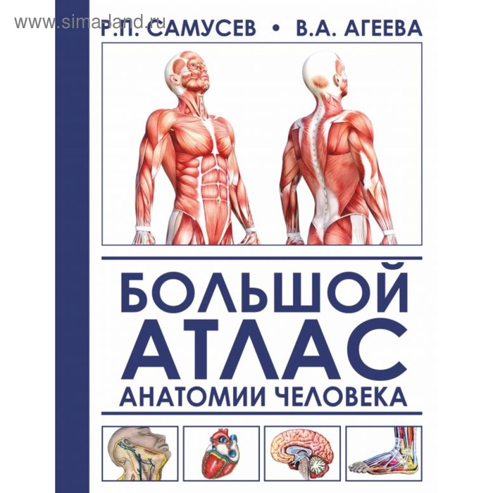 

Большой атлас анатомии человека. Самусев Р. П., Агеева В. А.