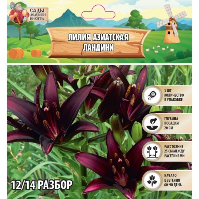 Купить Азиатские Лилии В Интернет Магазине