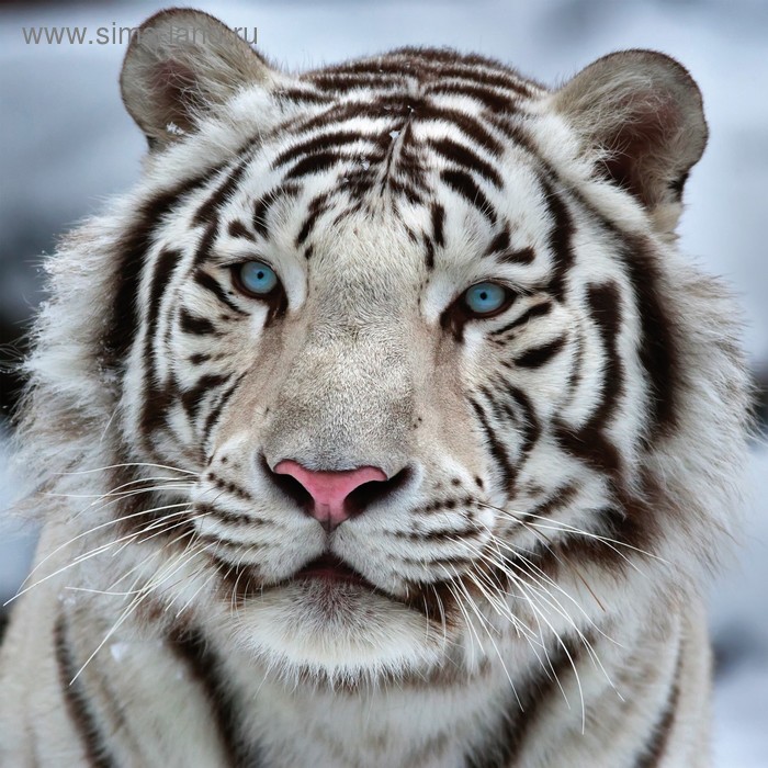 Картина на подрамнике Белый тигр 40*40 см