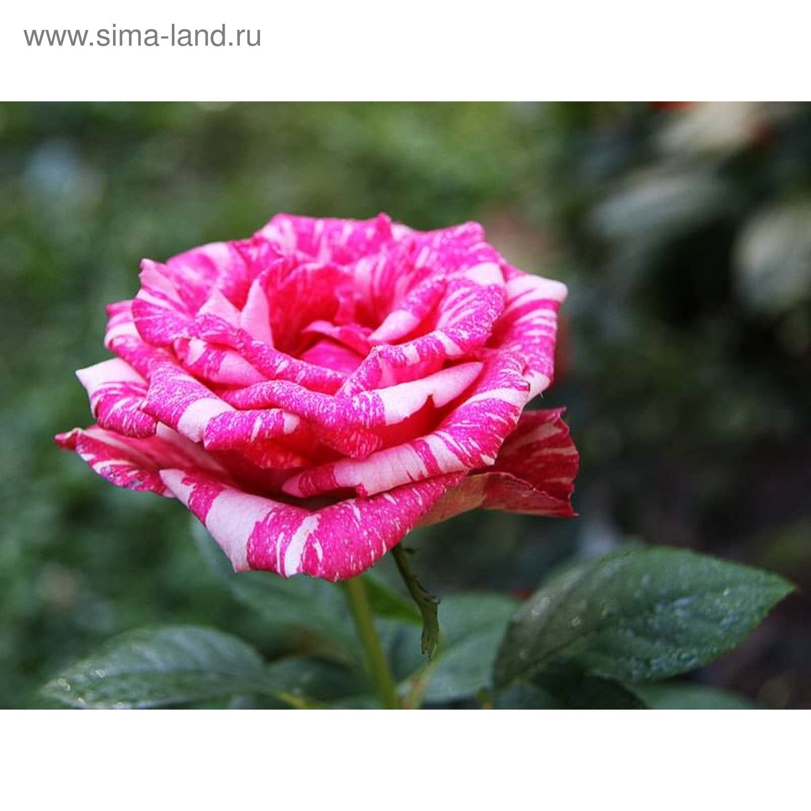 роза флорибунда амстердам