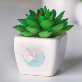 Суккулент в керамическом горшочке Only for You, 7.5 × 5.5 × 6 см Ош