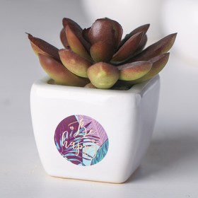 Суккулент в керамическом горшочке Be happy, 7.5 × 5.5 × 6 см Бишкек Суккулент в керамическом горшочке Be happy, 7.5 × 5.5 × 6 см Ош