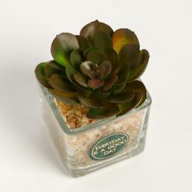 

Суккулент в керамическом горшочке Everyday is a good day, 7.5 × 5.5 × 6 см