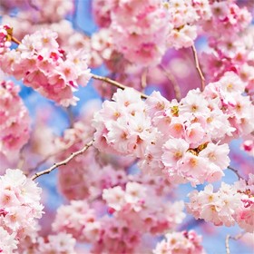

Фотообои Цветы сакуры 2,7*2,7 (из 3 листов)