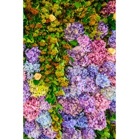 

Фотообои Гортензия и зелень 1,8*2,7 (из 2 листов)