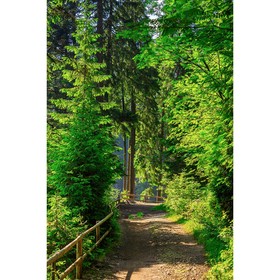 

Фотообои Тропинка в лесу 1,8*2,7 (из 2 листов)