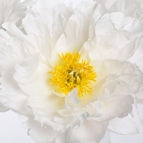 

Фотообои Белые пионы 2,7*2,7 (из 3 листов)