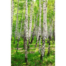 

Фотообои Березовая роща 1,8*2,7 (из 2 листов)